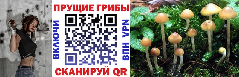 Галлюциногенные грибы Psilocybine cubensis цены наркотик маркетплейс клад Зеленогорск